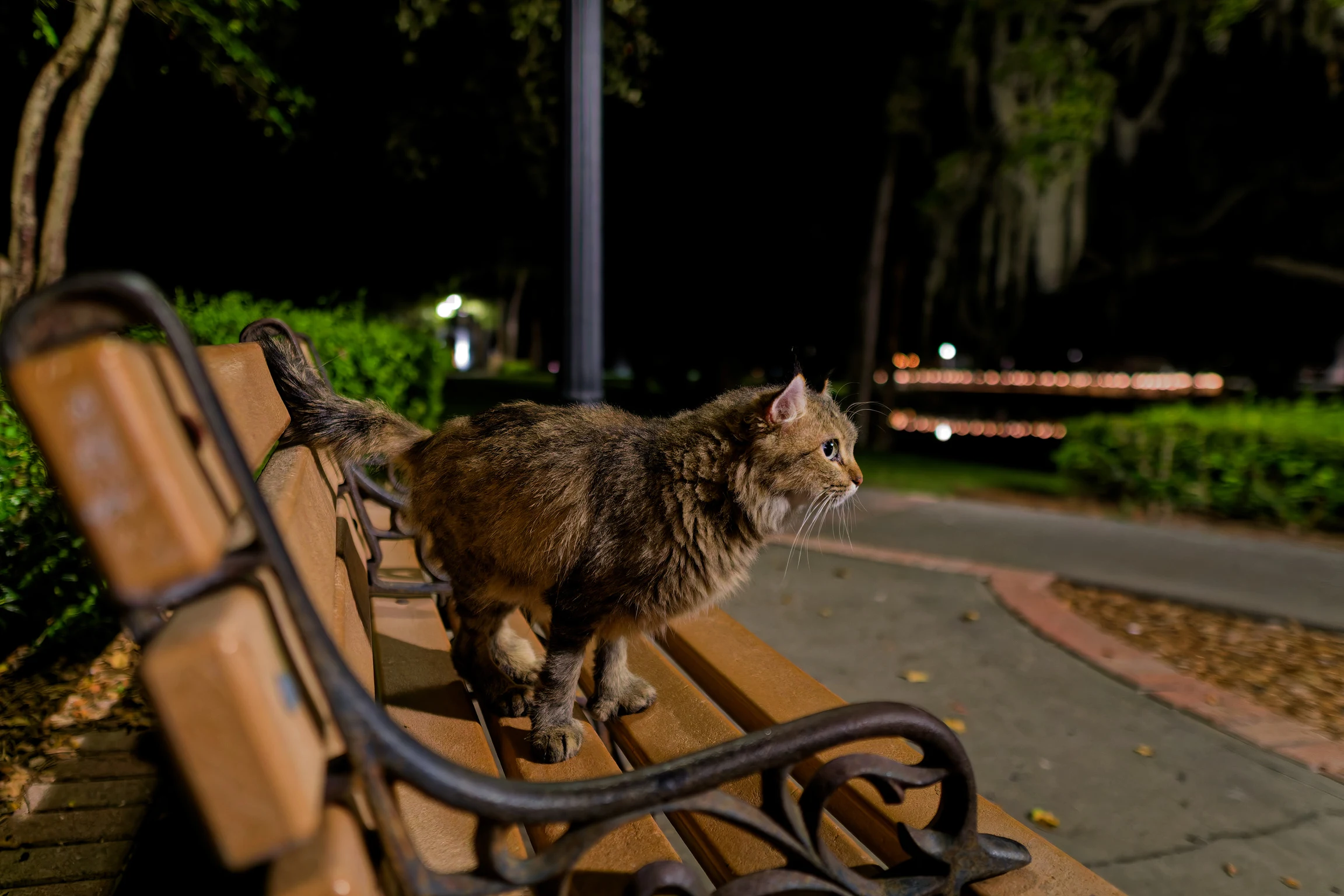 A tabby cat standing on a park bench at night, walking toward the camera