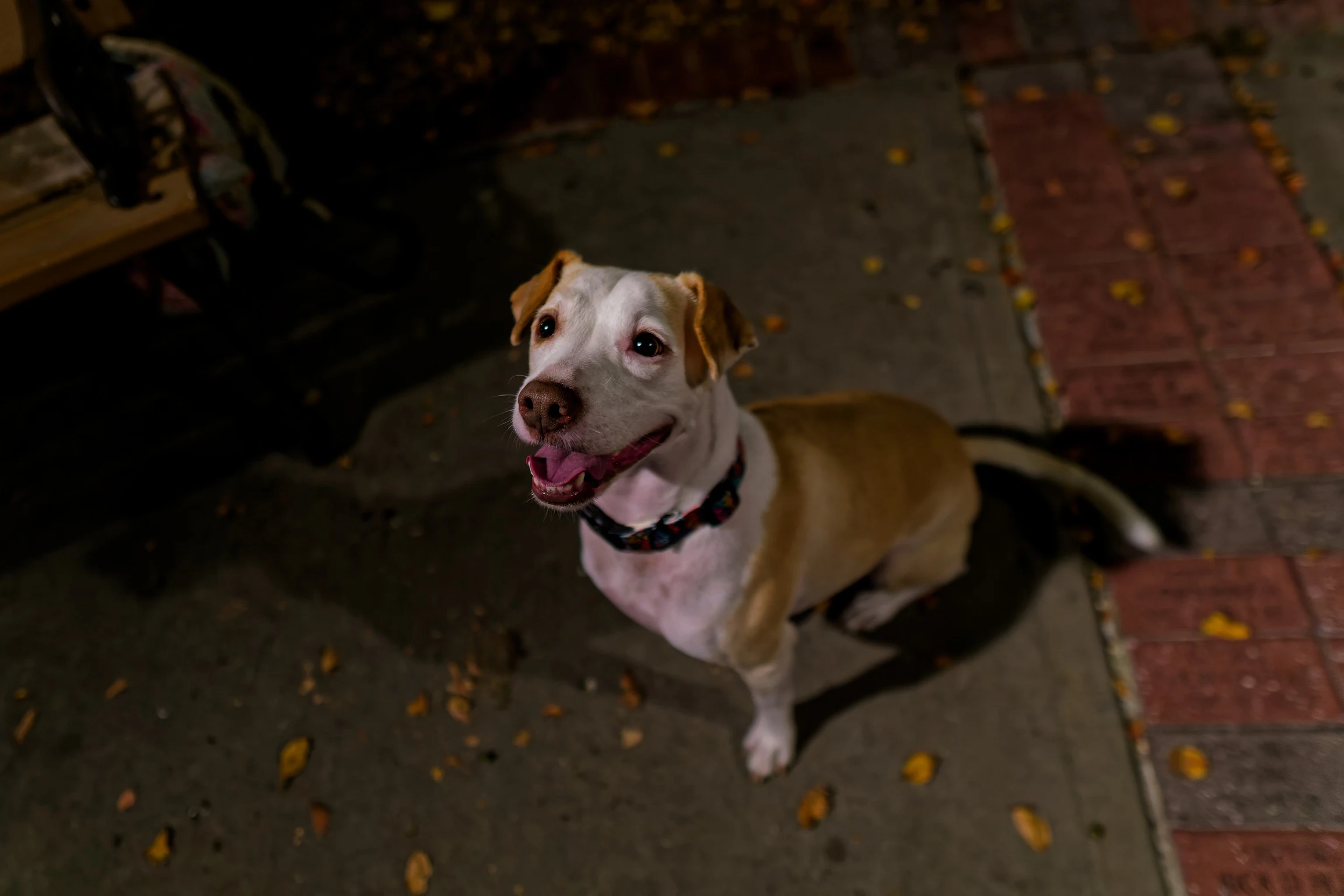A white and tan dog sitting on a brick path at night, tongue out, looking up