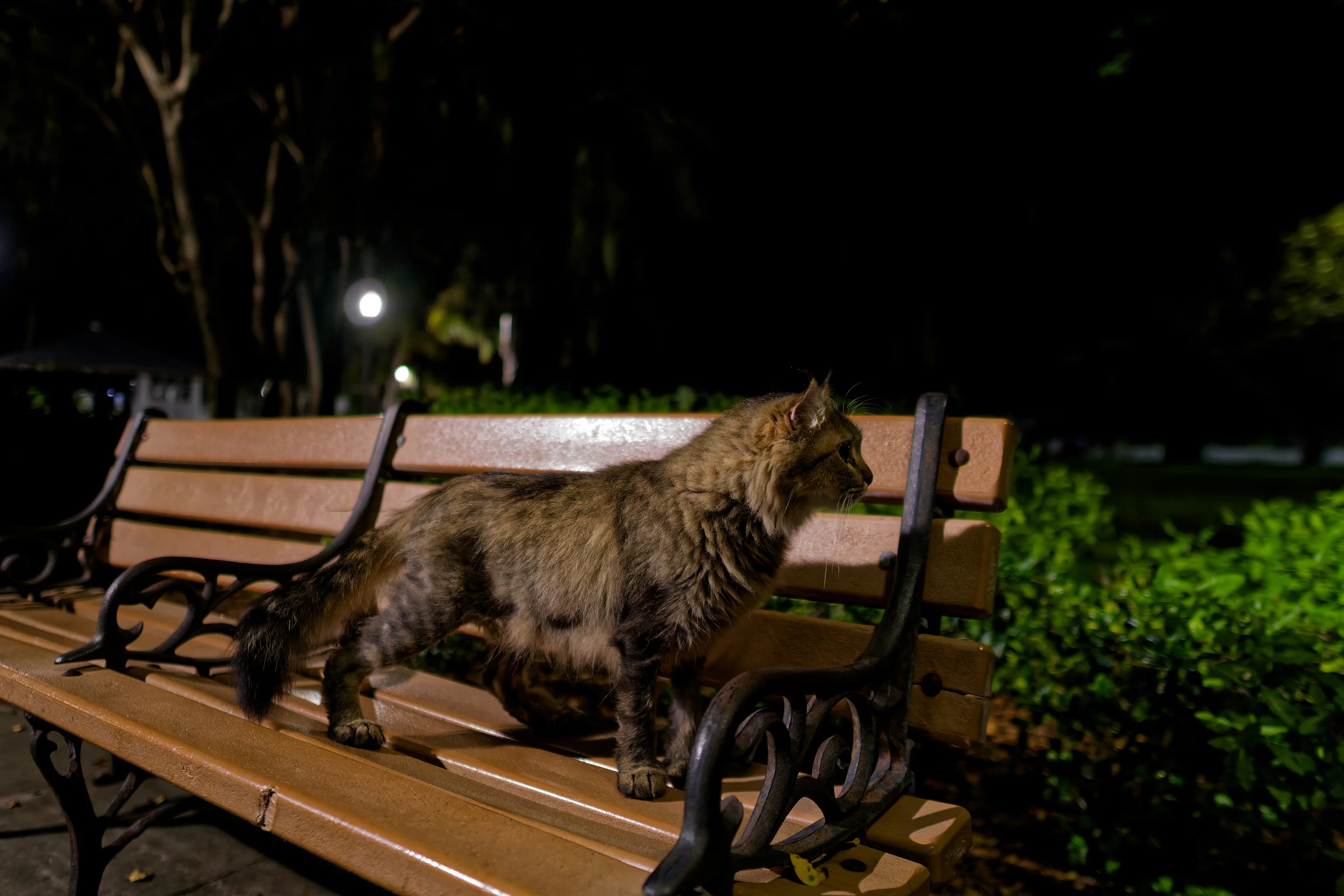 A tabby cat walking along a park bench at night, lamps in the trees behind